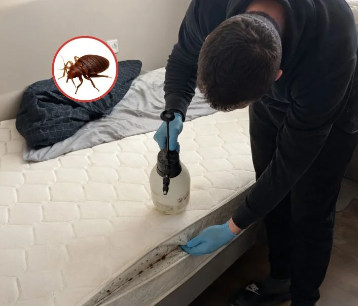 Technicien traitant un matelas contre les punaises de lit à Domont